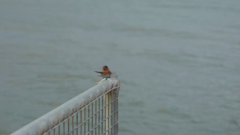 parejas de pájaros disfrutando de momentos lúdicos junto a una playa soleada
