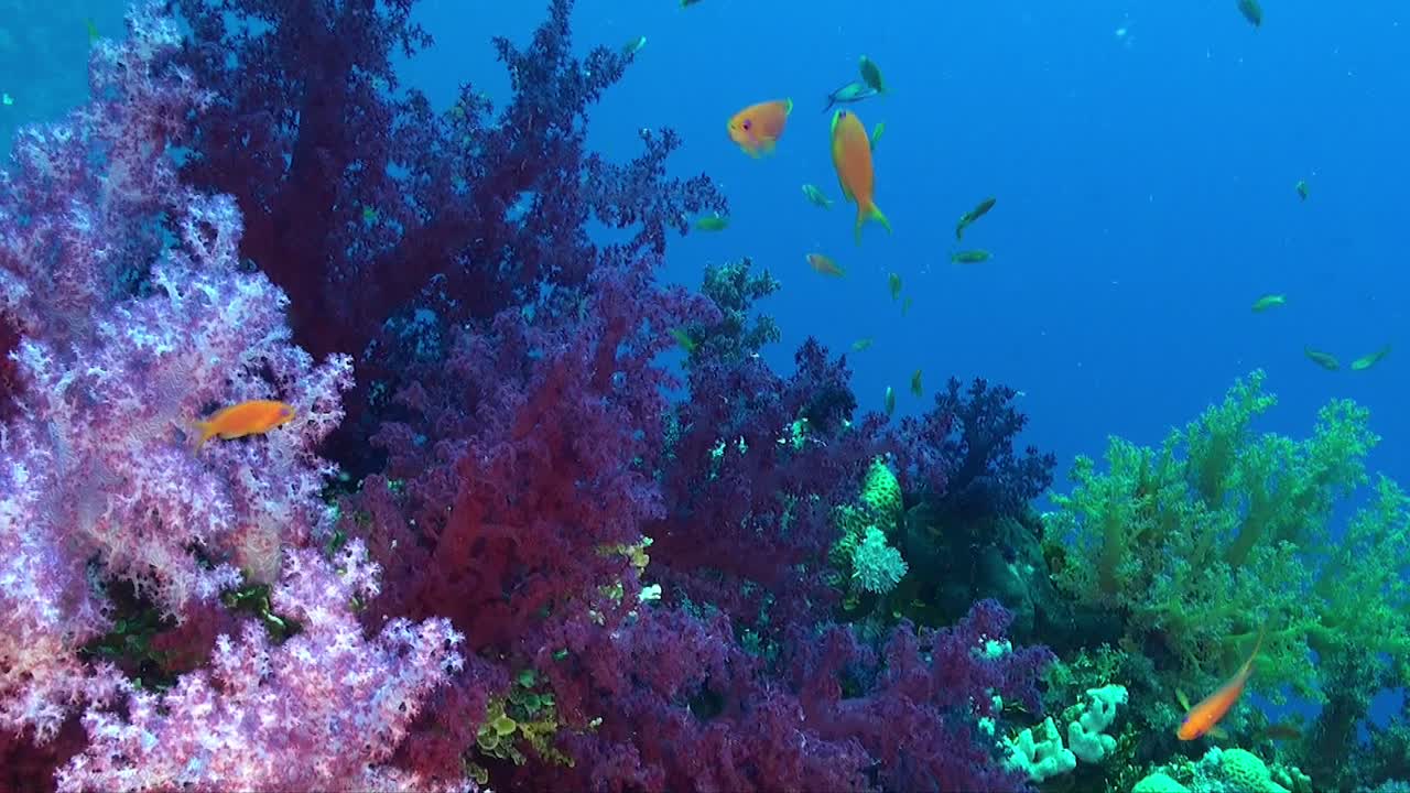 Colorful Soft corals and reef fishes on tropical coral reef