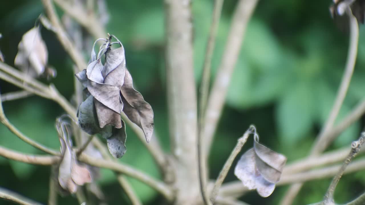 hojas secas en árboles de sapodilla, brotes de pan, deshidratación de plantas debido a la sequía del agua