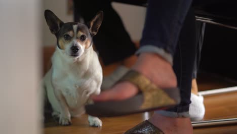 jack russell dog brown and white waiting under table at owners feet