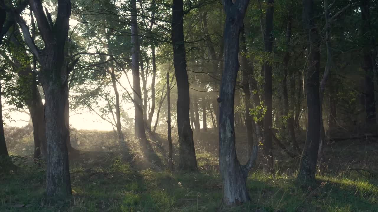La luce del sole filtra attraverso gli alberi nebbiosi in una foresta serena