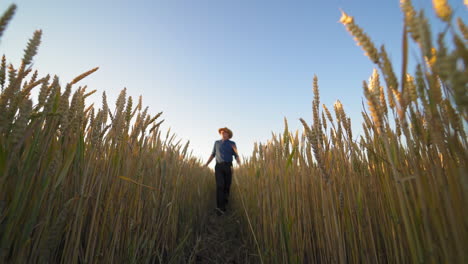 ripe spikelets on field. agronomist walking on the agricultural land. farmer inspecting crop in summer. view from below.
