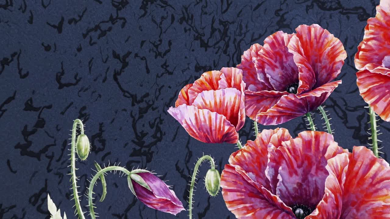 Watercolor poppies gently transforming, revealing delicate petals and vibrant hues while blossoming against textured dark background, capturing elegant botanical metamorphosis