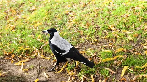 magpie walking and foraging in a park