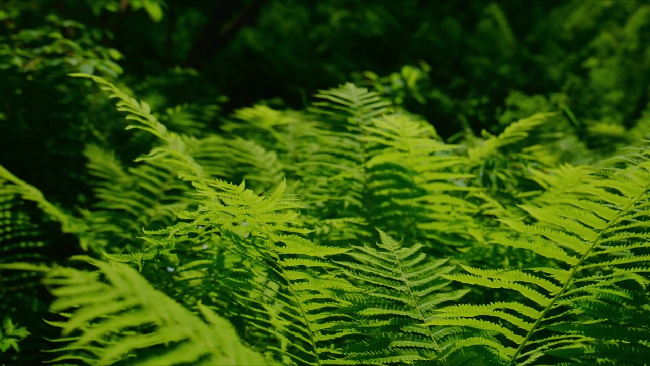 Canlı yeşil eğrelti otları orman ışığında nazikçe sallanıyor. Yumuşak odak, yemyeşil, katmanlı yaprakları vurguluyor. Sakin, dingin atmosfer doğada huzuru çağrıştırıyor. Eko temalı projeler veya sağlık içeriği için ideal.