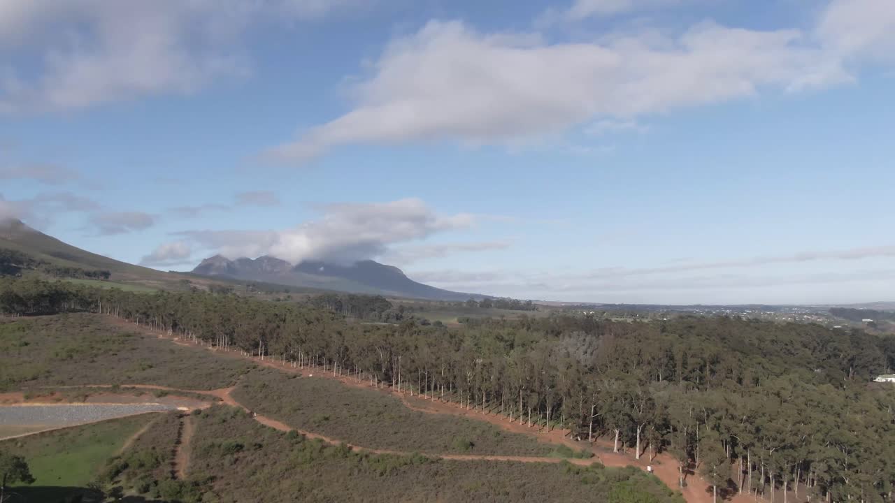 hermoso bosque exuberante y cielos azules en un día de verano - toma aérea