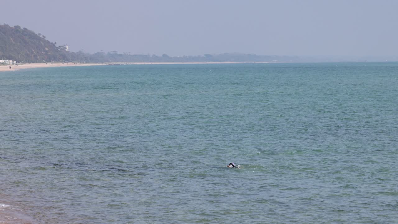 모닝턴 반도에서 바다에서 수영하는 운동선수
