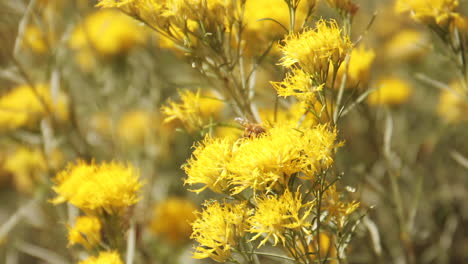 bees fly in flowers in zion national park