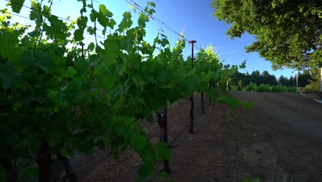 dollying back on grape vines in the napa valley