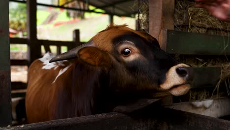 Woman's hand pets a bull's head in a stable, closeup