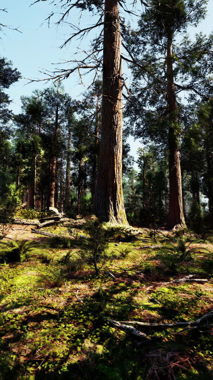Alti pini in una foresta illuminata dal sole