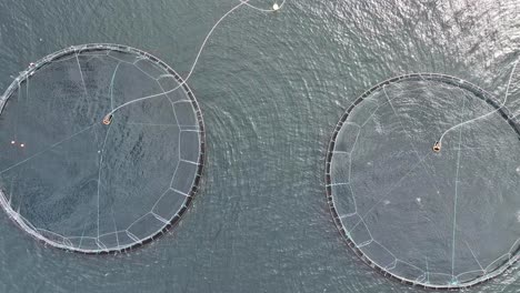 salmon jumping inside circular cages at salmon farm inside a norwegian fjord - birdseye aerial above cages moving slowly sideways