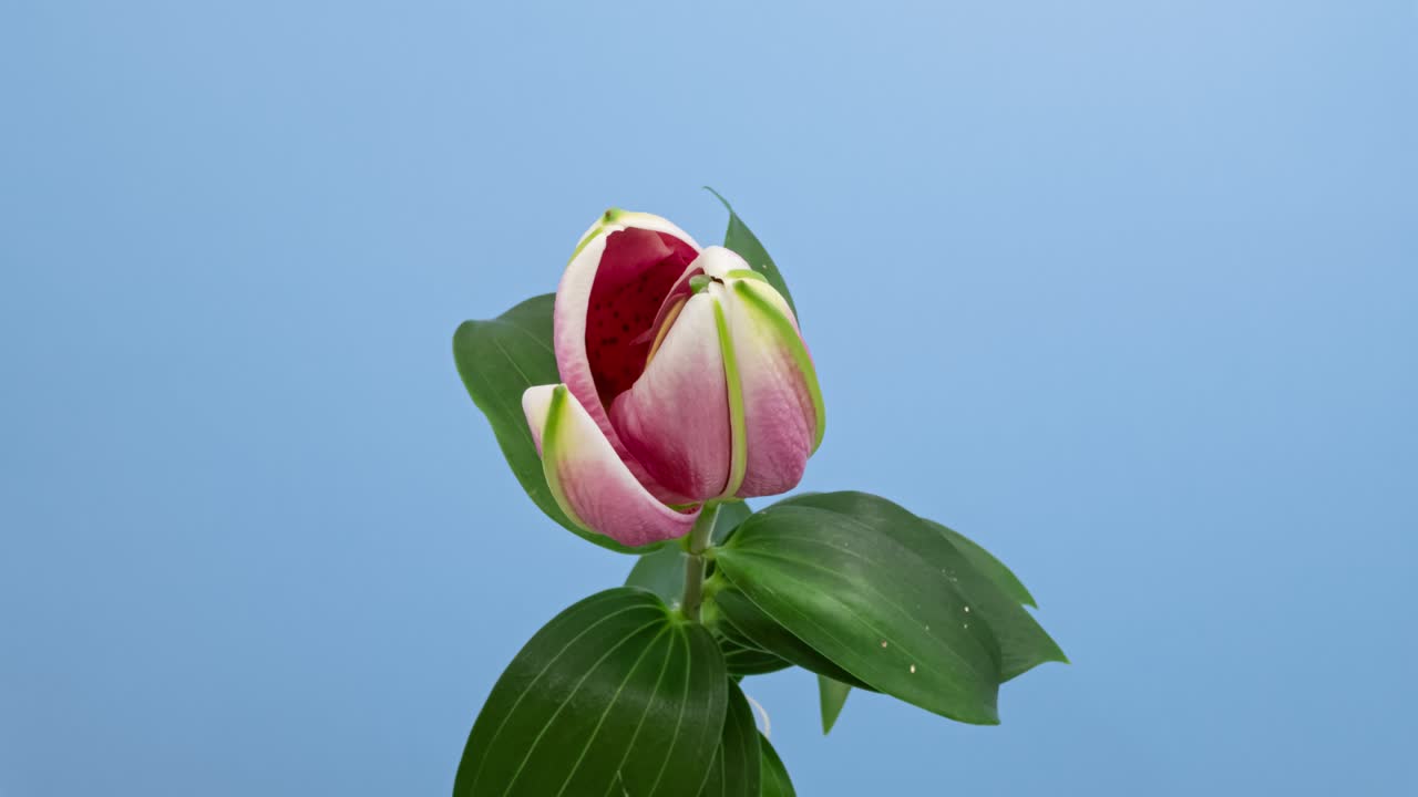 微距縮時攝影，盛開的粉紅色東方百合花，在藍幕上隔離