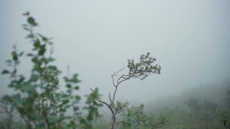 Growing-Plants-On-The-Misty-Mountains.-Close-Up