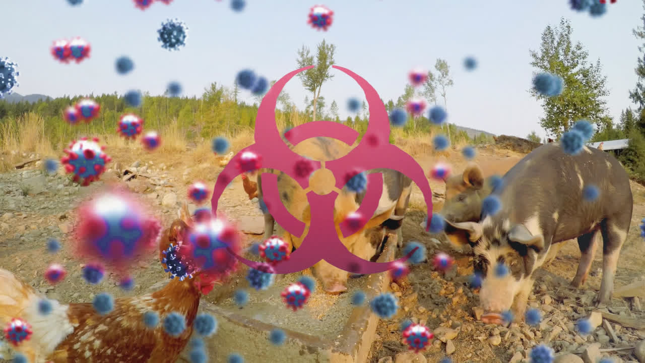 농장에서 먹는 돼지에 대한 코로나19 세포와 생물학적 위험 신호