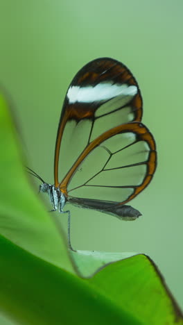 glasswing butterfly in nature sanctuary