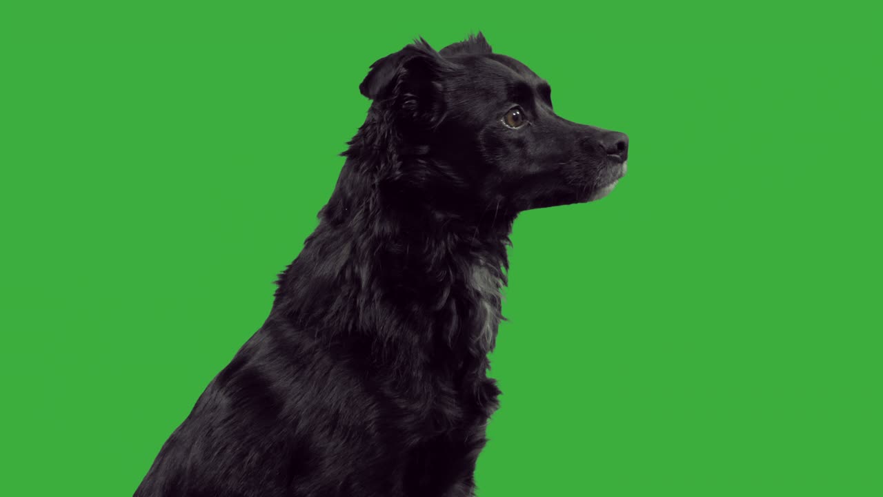 혼혈 개가 녹색 스크린에 닫혔습니다.