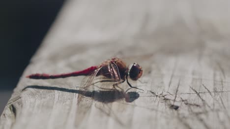 red dragonfly moving tail and eating on a wooden plank then flies away, handheld close up