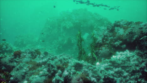 colorful coral reef at the bottom of tropical sea