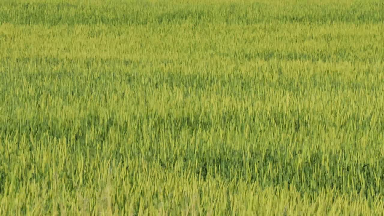 A field of wild grass blows in the wind