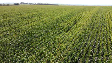 huge-maize-field-from-top