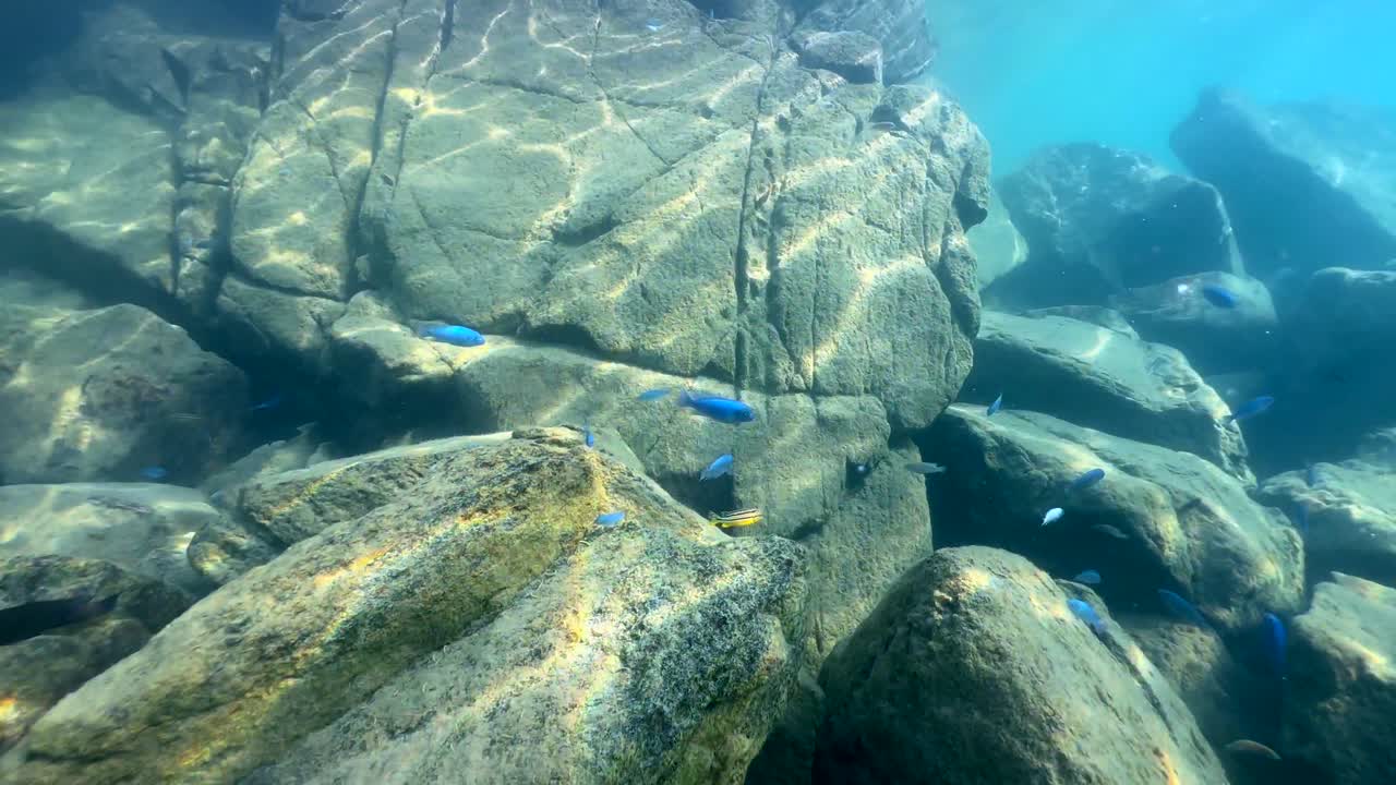 말라위의 나카텐가 섬에 있는 말라위 호수에 있는 물고기의 수중 영상.