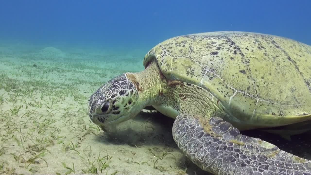 Green Sea Turtle feeding on sea grass close up in the Red Sea