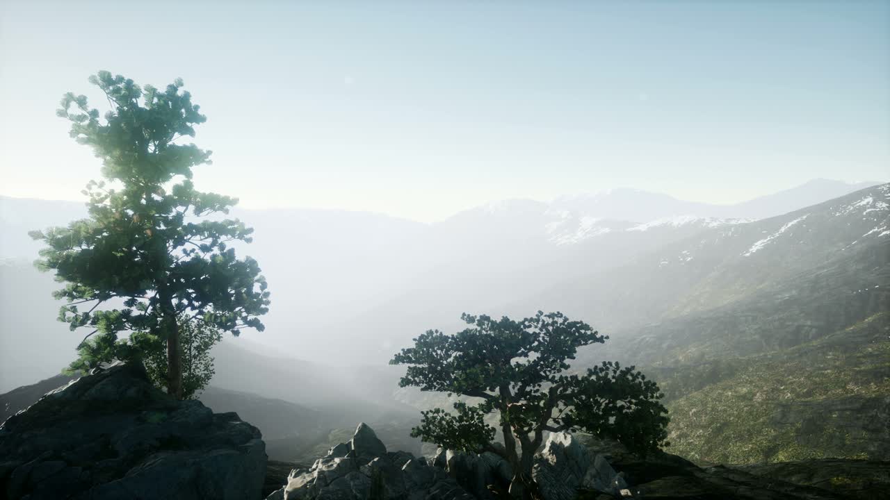 나무들을 가로지르는  ⁇ 빛