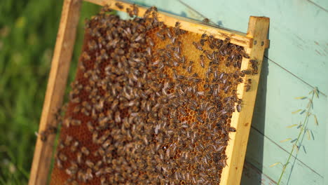 honey cell with bees flying above. sunny day in meadow with colorful hives. apiculture.
