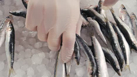 sardines on ice