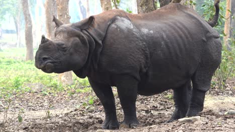 a one horned rhino standing in an open area in the jungles of the chitwan national park in nepal