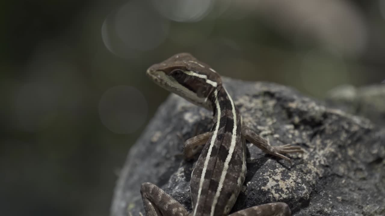 A small, slender lizard is captured in a close-up, clinging to the rough surface of a rock or limestone feature near a cenote in Tulum, Mexico