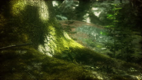 árbol con musgo en las raíces en un bosque verde