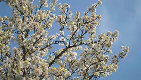 apple trees blossom in the brevnov monastery orchard in prague