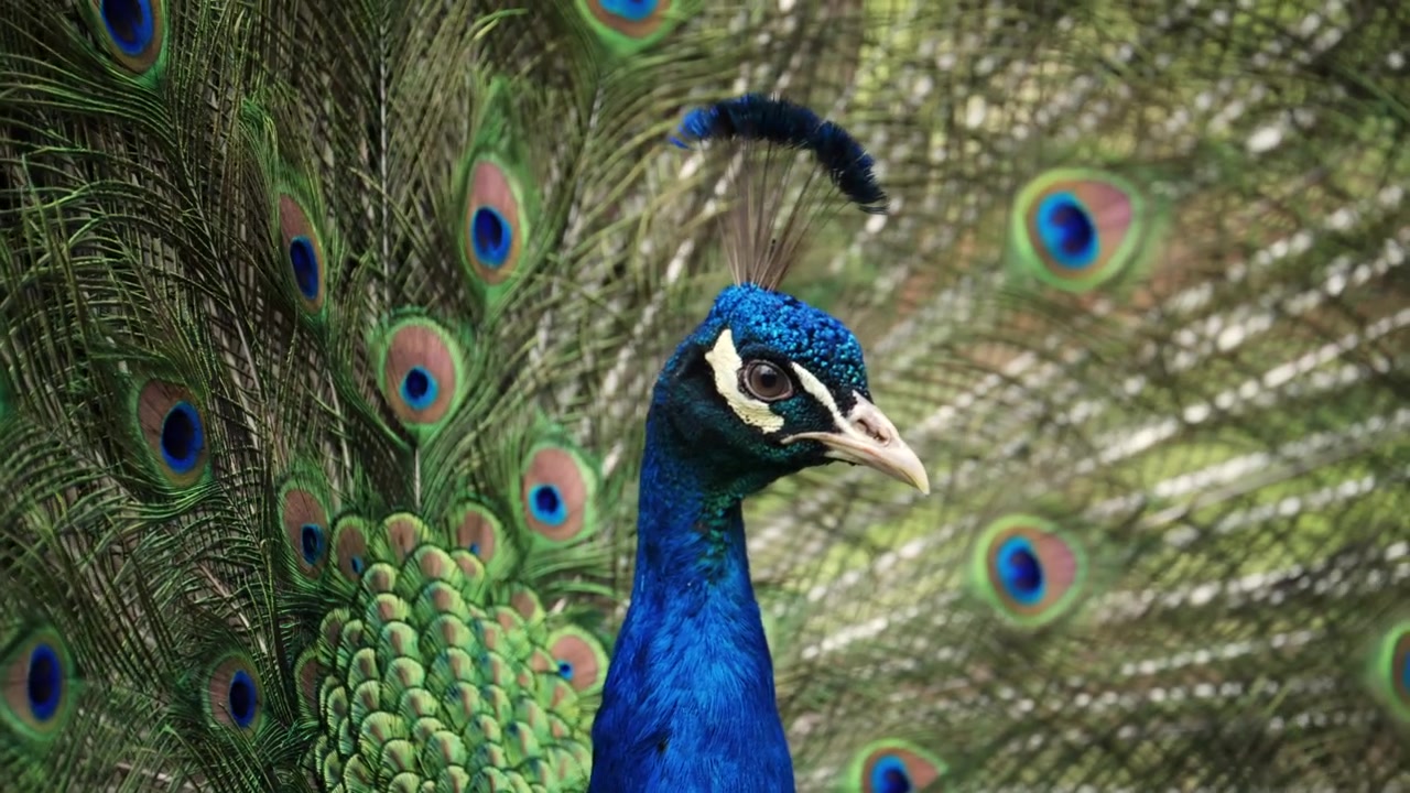 Imagens em close-up de um pavão exibindo suas icônicas penas da cauda com padrões de olhos.