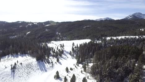 Camera-dolly's-toward-snowy-gap-in-the-tree's