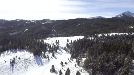 camera dolly's toward snowy gap in the tree's