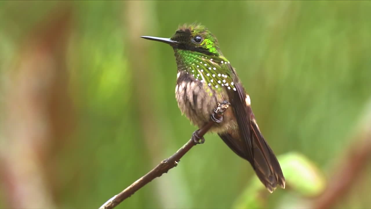 cerca de un colibrí coqueto festivo posado en una rama en la selva tropical