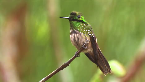 Nahaufnahme-Eines-Festlichen-Kokettekolibris,-Der-Auf-Einem-Ast-Im-Regenwald-Thront?