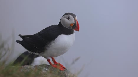 papagayo atlántico (fratercula arctica), en la roca de la isla de runde (noruega).
