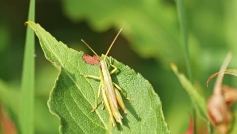 Chrysochraon-Dispar-Grasshopper-On-The-Leaf-Under-The-Sun