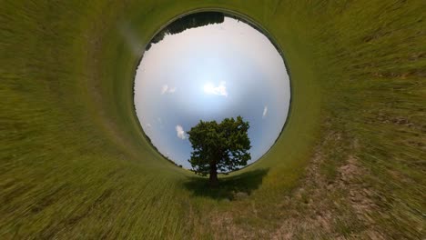 slow motion horizon curved-up shot of moving towards a tree in a green field on a sunny summer day