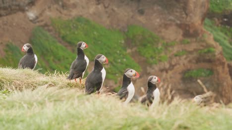 unos puffins mirando a su alrededor en una isla en el norte de islandia