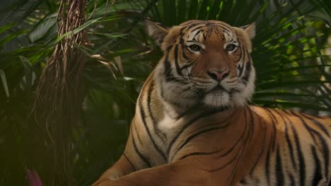 tiger turns to look at you epic slow motion in the jungle