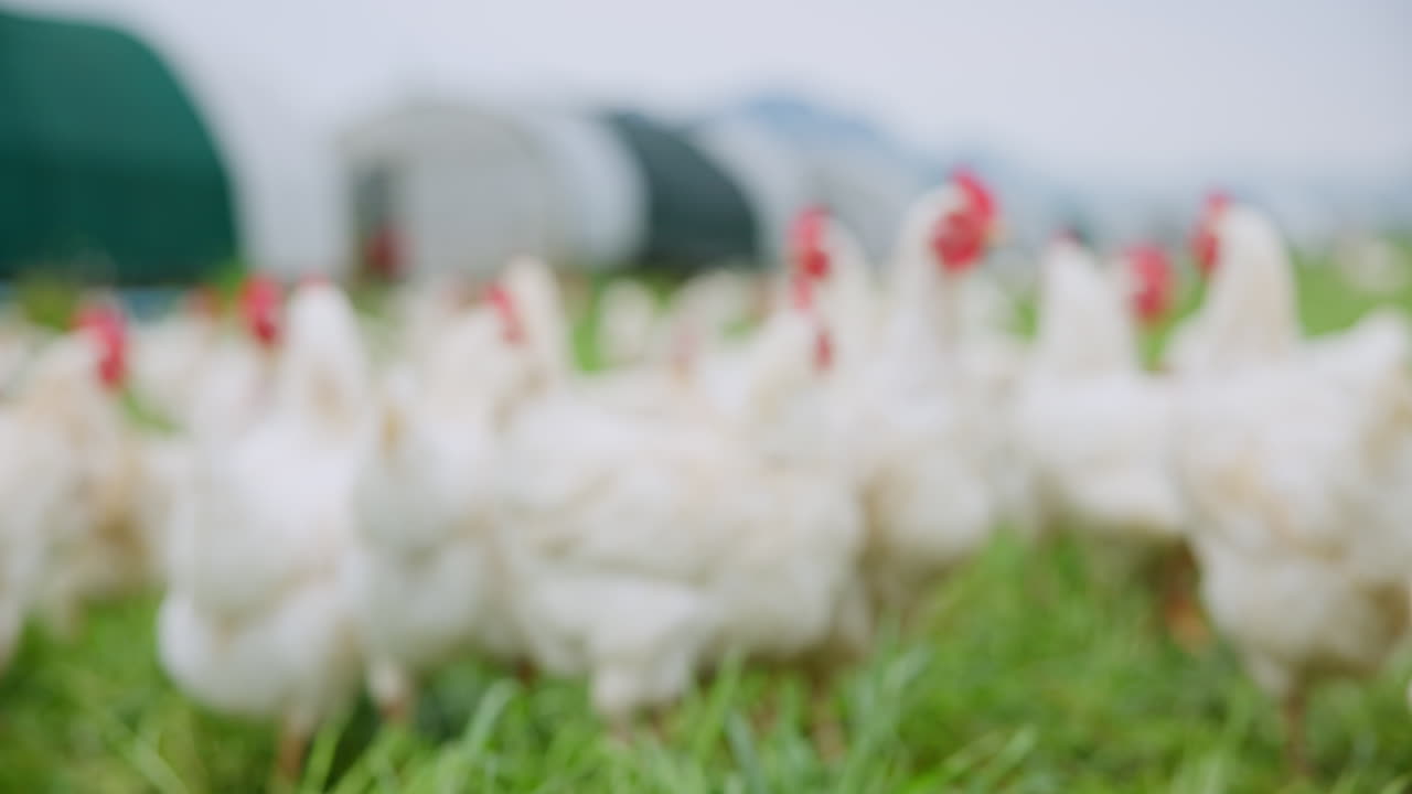 Flock of Chickens on a Farm