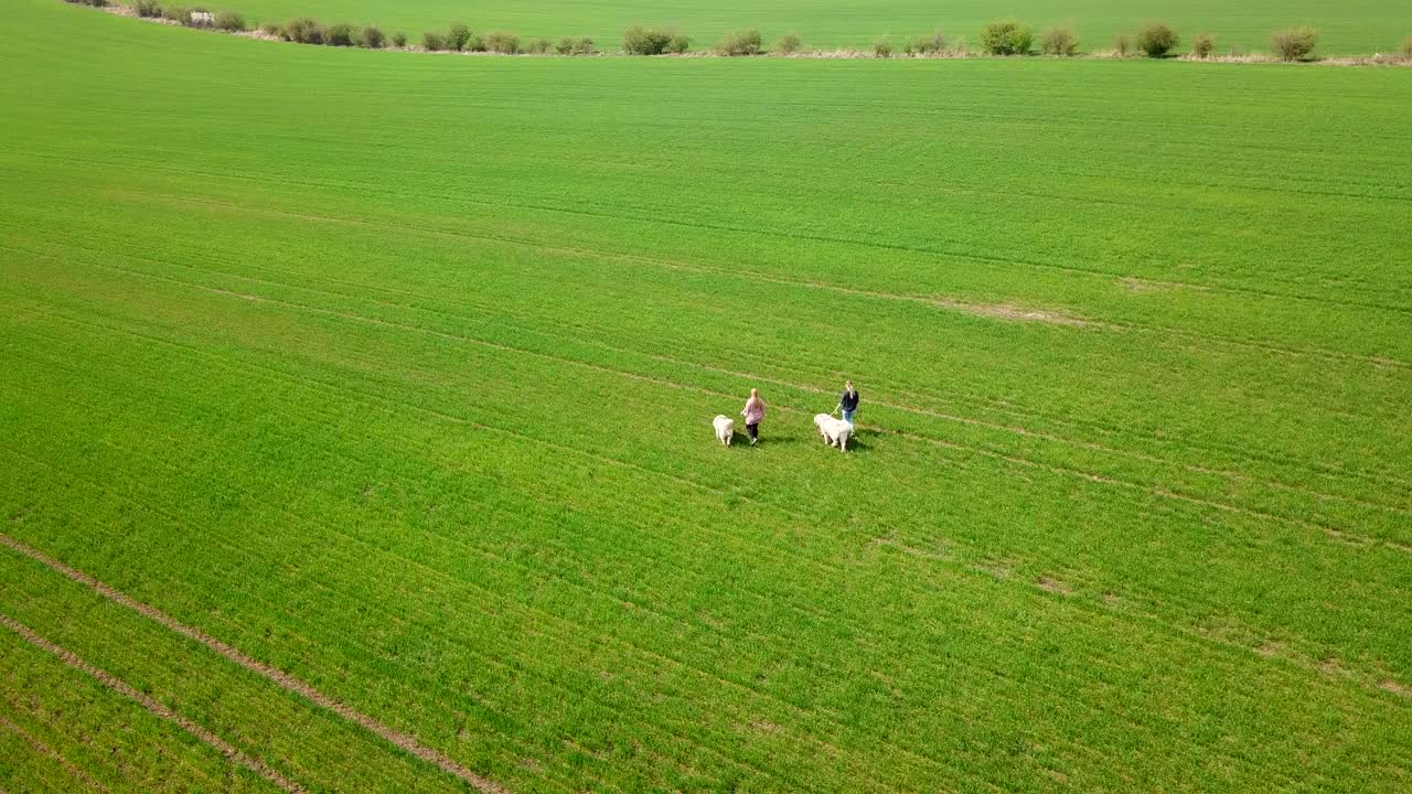 Aerial view of two people walking their pedigreed purebred Caucasian Shepherd dogs on a field