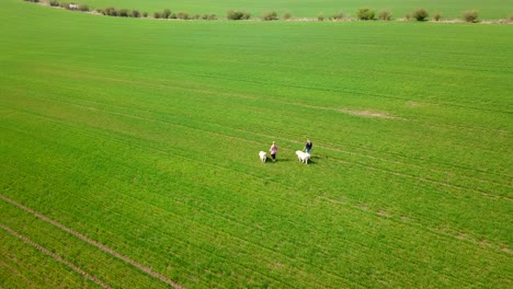 aerial view of two people walking their pedigreed purebred caucasian shepherd dogs on a field