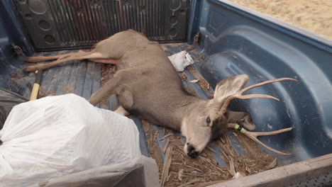 legal buck kill is transported on the highway in the bed of the truck to be processed