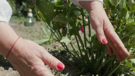 Weibliche-Hände-Auf-Grünen-Pflanzen-Im-Garten-Mit-Trockenem-Boden