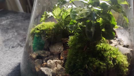 glass flask natural moss terrarium miniature growing botanical ecosystem close looking down rotating left